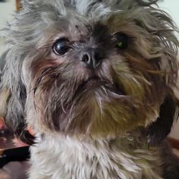 Toffee - Shih Tzu