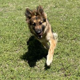 Hasty - German Shepherd