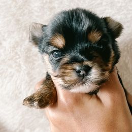 Boy 1 - Black and tan Yorkshire Terrier puppy in Yakima, Washington from Devine Yorkies