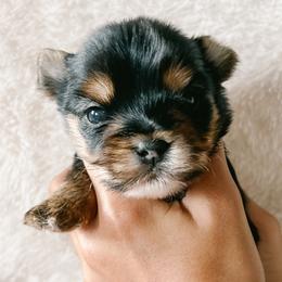 Boy 1 - Black and tan Yorkshire Terrier puppy in Yakima, Washington from Devine Yorkies