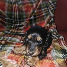 Coco - Black and tan male Dachshund puppy in Price, Utah from Smiling Dog Dachshunds