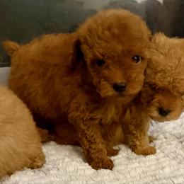 Christopher Robin - Red  male Goldendoodle puppy in Pensacola, Florida from Goldendoodles Love You in Pensacola Friend Edition
