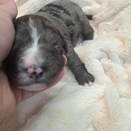 Beth - Blue merle female Bernedoodle puppy in Lafayette, Alabama from Williams Lake Doodles