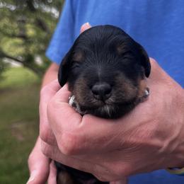 Girl 1 - Black white and tan female Springerdoodle puppy in Sterling, Michigan from Springerdoodles In MI