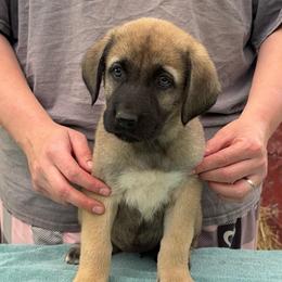 Notos - Gray fawn female Anatolian Shepherd Dog puppy in Rapid River, Michigan from Echolight Australian Shepherds