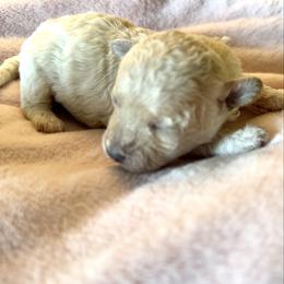 Curly - Apricot female Maltipoo puppy in Wendell, North Carolina from Teddys Teddy Bears