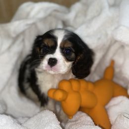Cavalier King Charles Spaniel Puppies from Amore Cavaliers