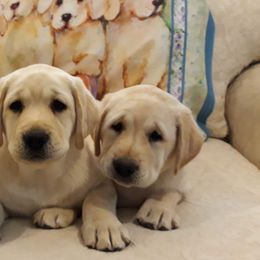 Labrador Retriever Puppies from B.E.S.T. Service Dogs