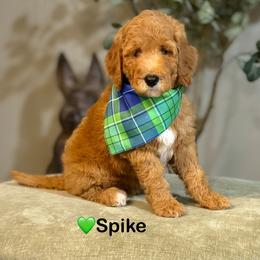 Spike- Green - Apricot male Goldendoodle puppy in Bay City, Texas from Charming Doods Goldendoodles