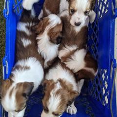 Boy 5 - Nederlandse Kooikerhondje puppy in Tampa, Florida from Lenders Land