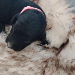 Pearl - Black and white female Aussiedoodle puppy in Apache Junction, Arizona from Loving Doodle