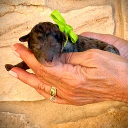 Rowlf - Blue merle male Aussiedoodle puppy in Midlothian, Texas from Gray Doodles
