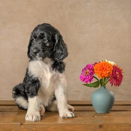 Girl 2 - female Goldendoodle puppy in Germantown, Ohio from Doodle Patch Farm
