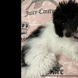 Ariel - Poodle