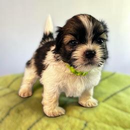 AKC-Oreo - Tricolor male Shih Tzu puppy in Mooresville, North Carolina from Juji Shih Tzu