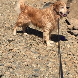 Golden Retriever All Grown Up from Insignia Goldens