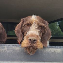 German Wirehaired Pointers from Paulette Gamroth's German Wirehaired Pointers