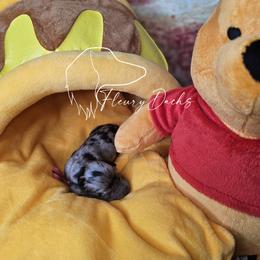 Shock - Black and cream female Dachshund puppy in Martin City, Montana from FleuryDachs