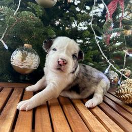 Lucchese - Blue merle female Aussiedoodle puppy in Clara City, Minnesota from Good Shepherd Aussiedoodles