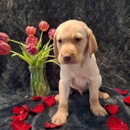 Cupid - Yellow male Labrador Retriever puppy in Bemidji, Minnesota from Northern Star Elite Quality Labrador Retrievers
