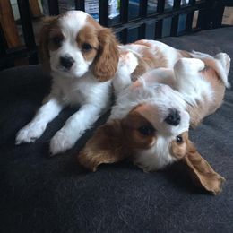 Cavalier King Charles Spaniel Puppies from Blueberry Hill Cavaliers