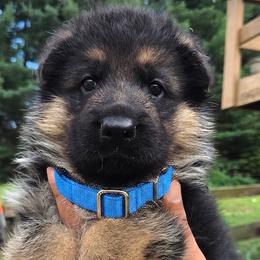 Male Puppy 1 - Black and red male German Shepherd puppy in Pocono Ranch Lands, Pennsylvania from Vom Haus Pharoah German Shepherd