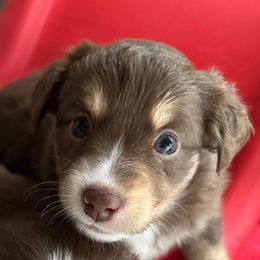 Miniature Australian Shepherd Puppies from Blue Skye's Miniature Australian Shepherds