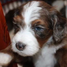 Australian Mountain Doodle, Australian Shepherd, Bernedoodle, Labradoodle, and Poodle Puppies from Island View Poodles & Doodles