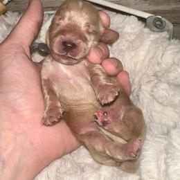 Sleepy - Cream male Dachshund puppy in Atwood, Oklahoma from Holder’s Doxie Farm