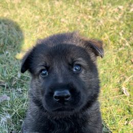 German Shepherd Puppies from Alten Waechter German Shepherds