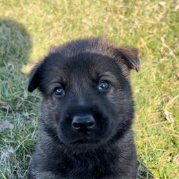 German Shepherd Puppies from Alten Waechter German Shepherds