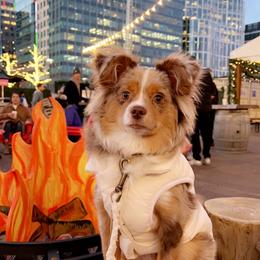 Miniature Australian Shepherd and Toy Australian Shepherd Puppies from Loyal Litters Toy Australian Shepherds