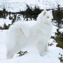 Samoyeds from KinleyRay Samoyeds