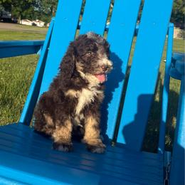 Asta - Tri-color female Bernedoodle puppy in Battle Creek, Michigan from T-Rose’s Bernedoodle & Pomsky Puppies