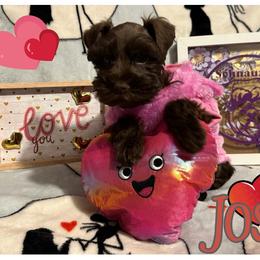 Miniature Schnauzer Puppies from Amaya Lara Schnauzers