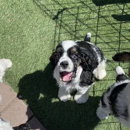 Cocker Spaniel Puppies from Gypsyrose Cockers