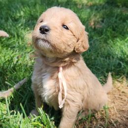 Savannah - light pink collar - Caramel cream female Labradoodle puppy in Fostoria, Michigan from North Country Kennel Club