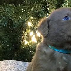Chesapeake Bay Retrievers from All-American Chesapeakes