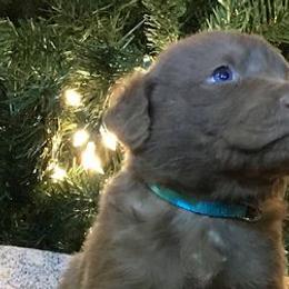 Chesapeake Bay Retrievers from All-American Chesapeakes