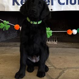 Golden Retriever Puppies from Firefly’s Retrievers