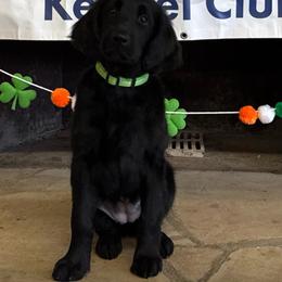 Golden Retriever Puppies from Firefly’s Retrievers