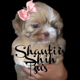 Shih Tzu Puppies from Shantii's Shih Tzu's