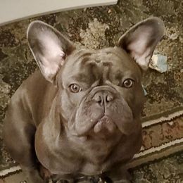 Boogie - French Bulldog