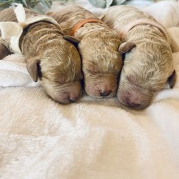 Bernedoodle and Labradoodle Puppies from Royal Doodles