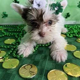 Yorkshire Terrier Puppies from Kruz Kennels
