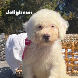 Jellybean - Cream female Goldendoodle puppy in Estesburg, Kentucky from Wet Goldendoodle Kisses