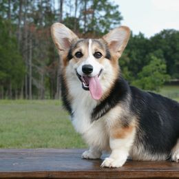 Lexi - Pembroke Welsh Corgi