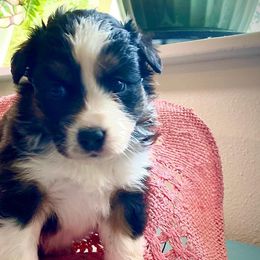 Australian Shepherds from Moon N' Back Aussies