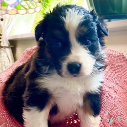 Australian Shepherds from Moon N' Back Aussies