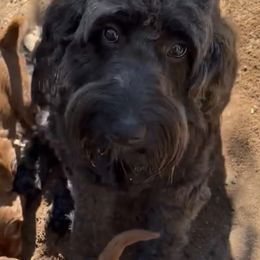 Mimi - Goldendoodle